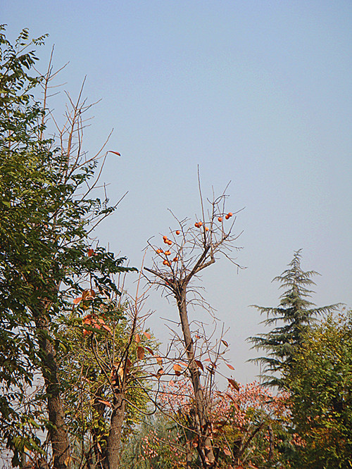 DSC09267_副本_副本.jpg
