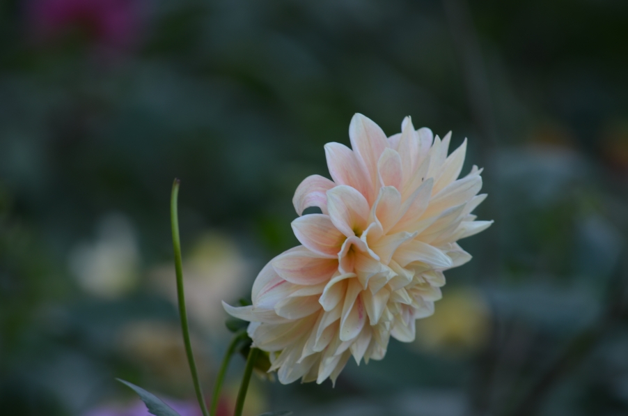 DSC_0200.JPG