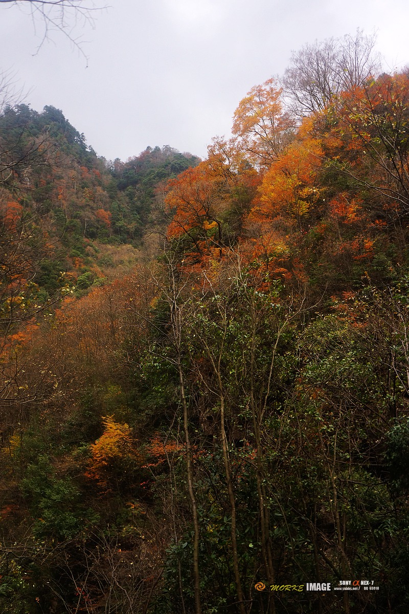 DSC08403a.jpg