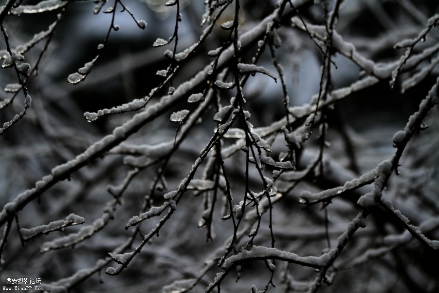 九寨，黄龙风光 481.jpg