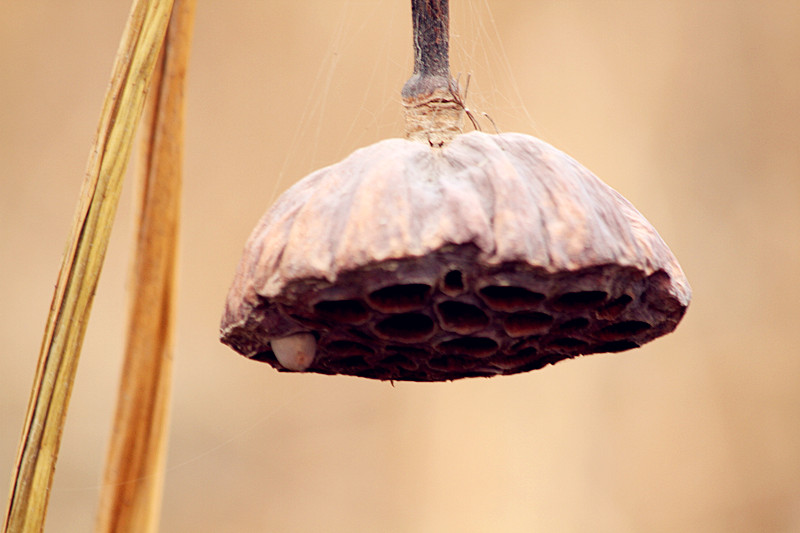 蛐蛐 046_副本.jpg