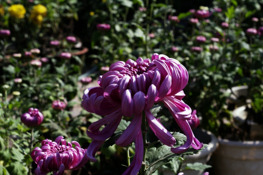 _IGP4954.jpg