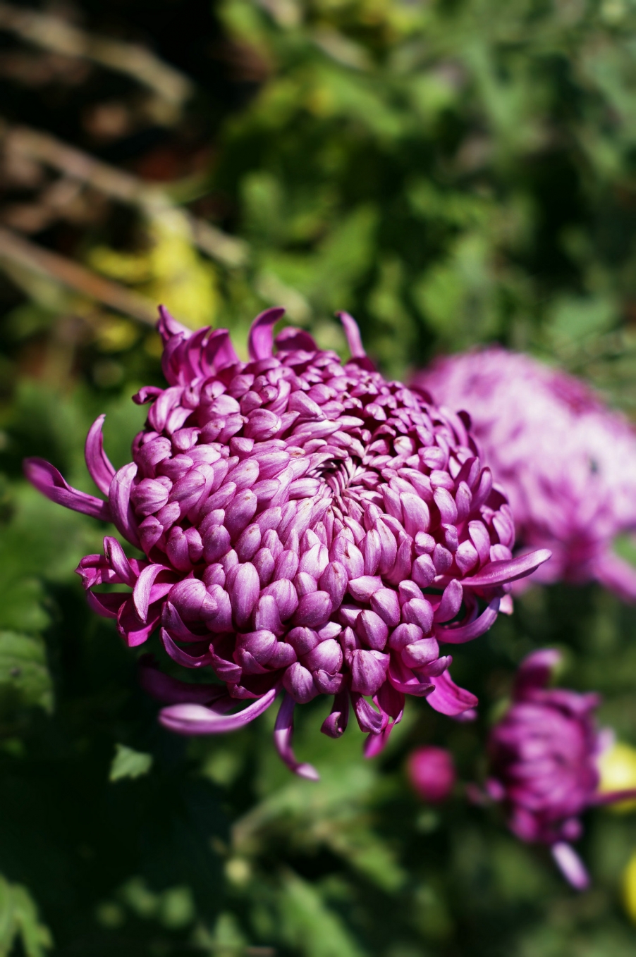 _IGP4959.jpg