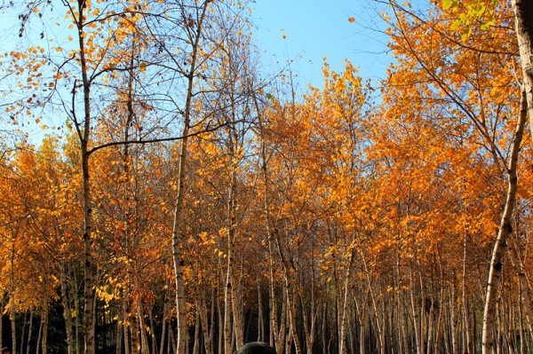 conew_img_7662_副本.jpg