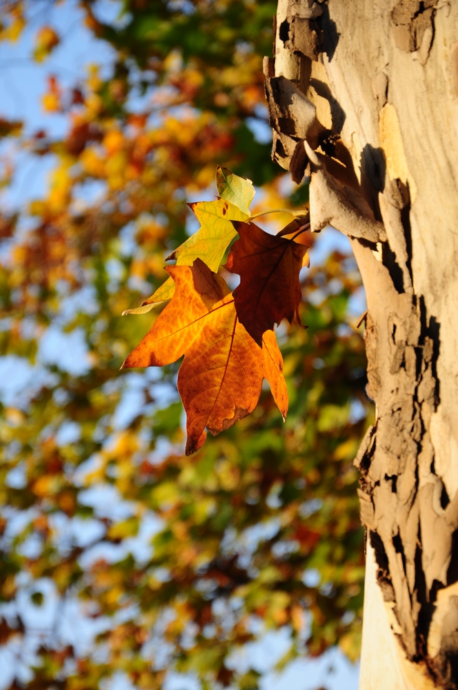 DSC_0022-1.jpg