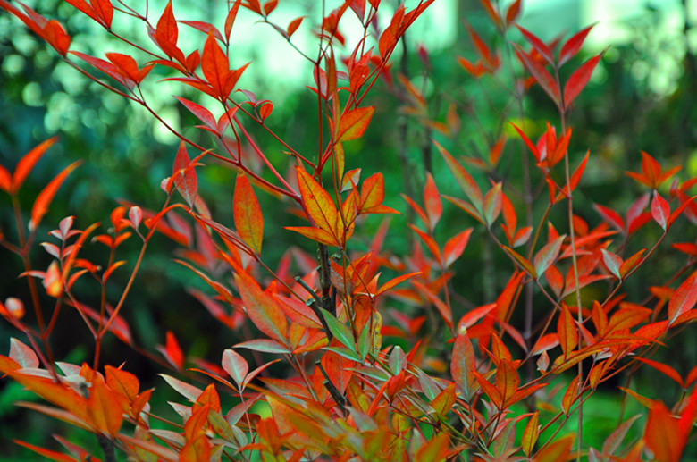 DSC_1555_副本.jpg