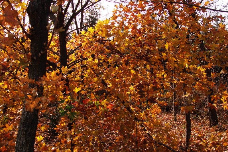 DSC06318.JPG