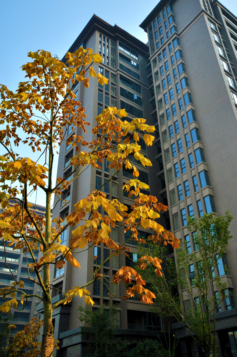 DSC_0010.JPG
