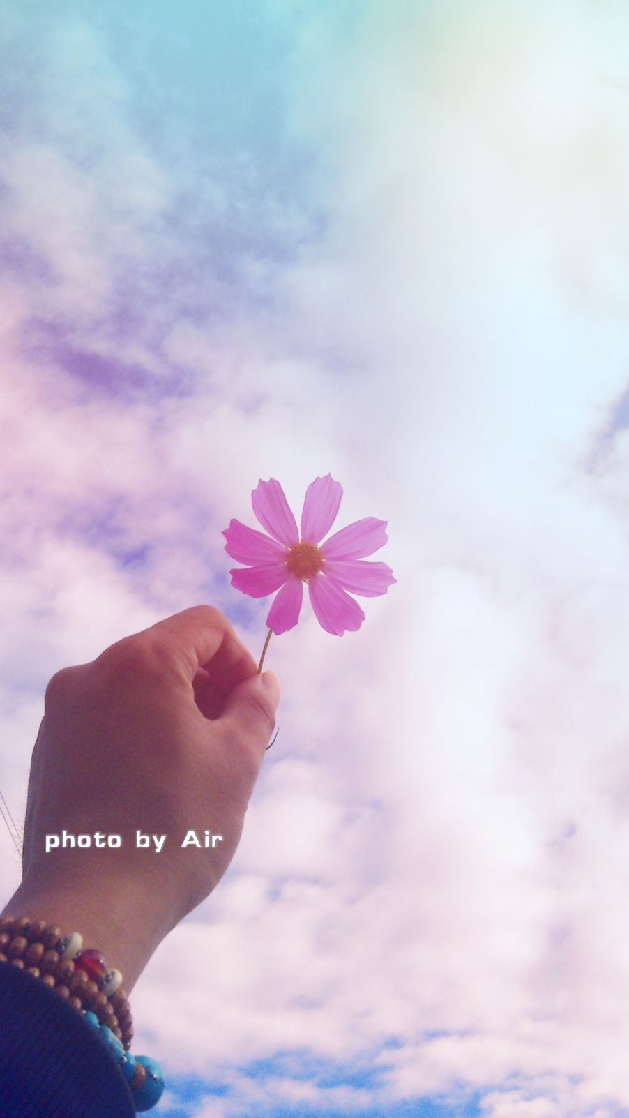 八瓣格桑花