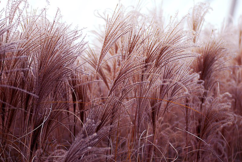 世园芦苇 (1).jpg