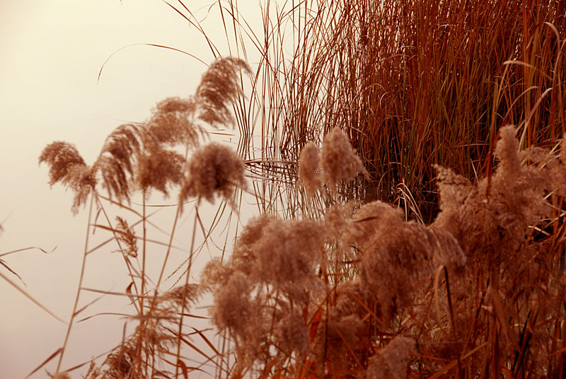 世园芦苇 (6).jpg