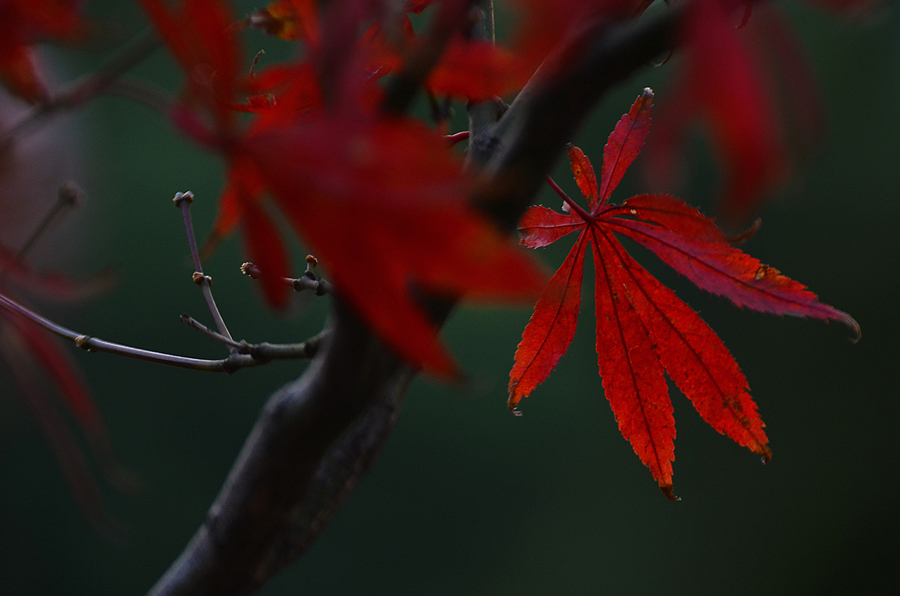 DSC_1197.jpg