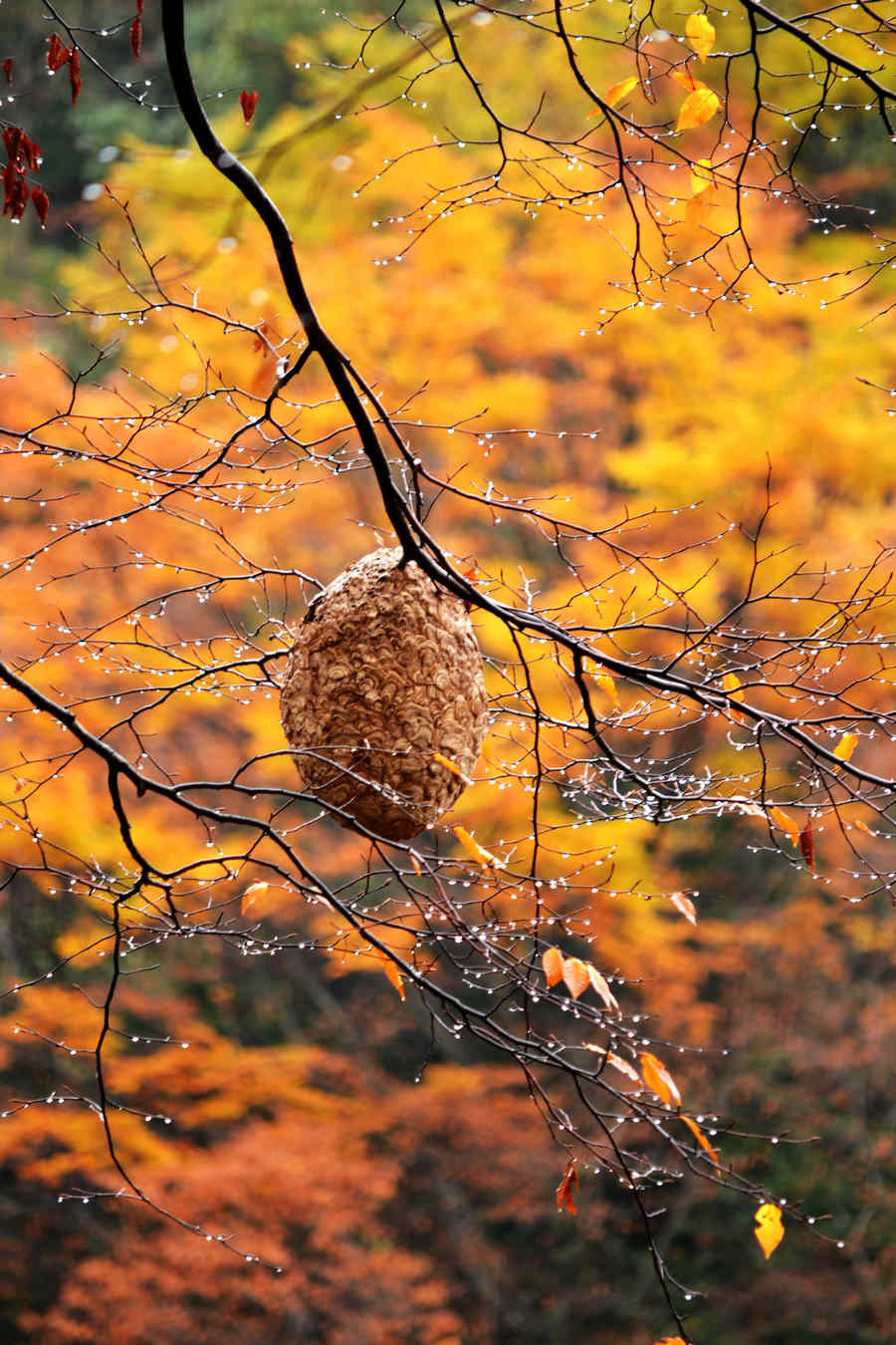DSC_0233.JPG