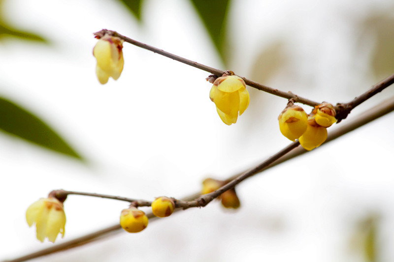 腊梅 013_副本.jpg