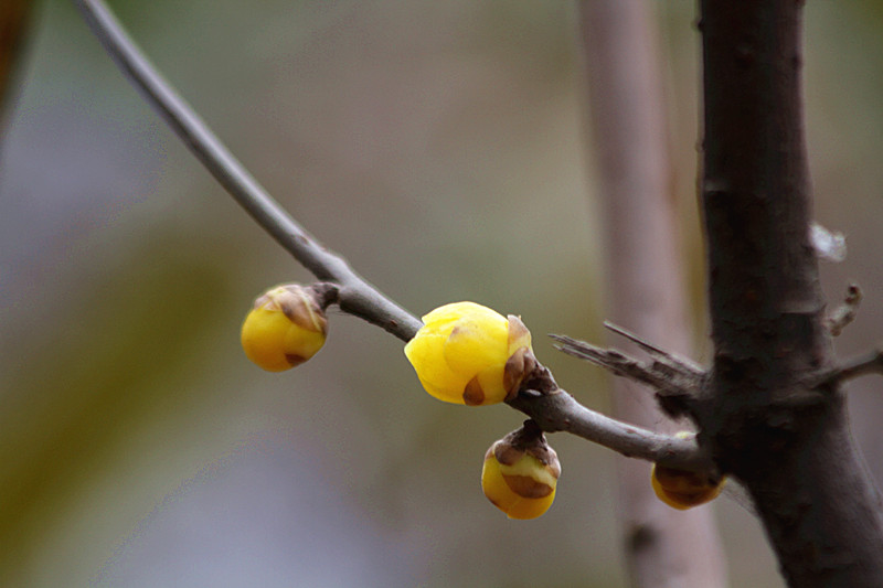 腊梅 027_副本.jpg