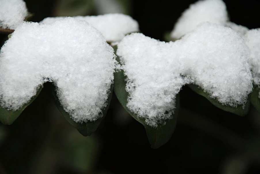 DSC_0387.JPG