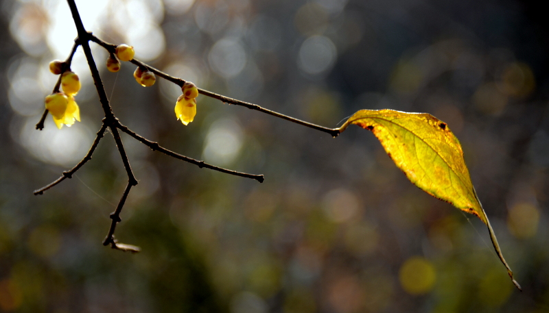 DSC_1978.jpg