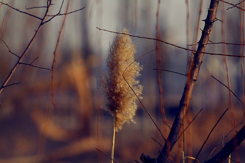 腊梅 049_副本.jpg