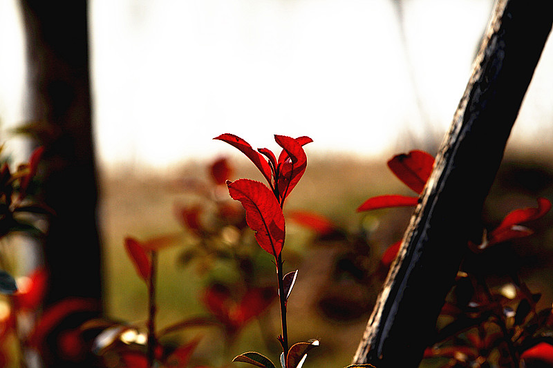 腊梅 052_副本.jpg