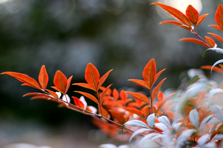 丰庆公园拍摄 021.jpg