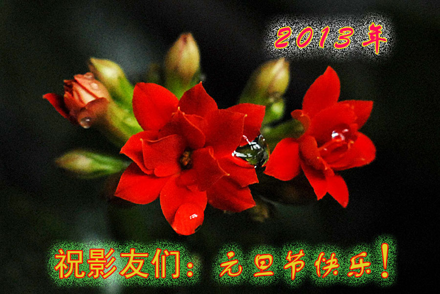长寿花 (1).jpg