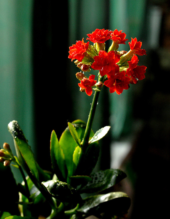 长寿花 (3).jpg