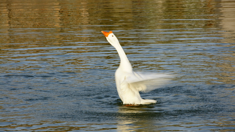 DSC08631.JPG