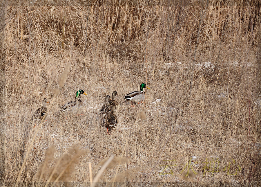 DSC_0230.JPG