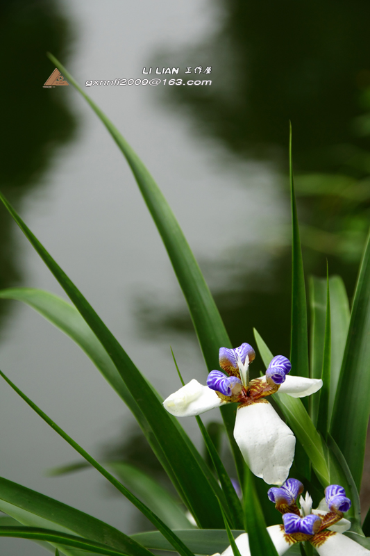 不一样的艳丽。虽拍了它，也不知叫何名......。