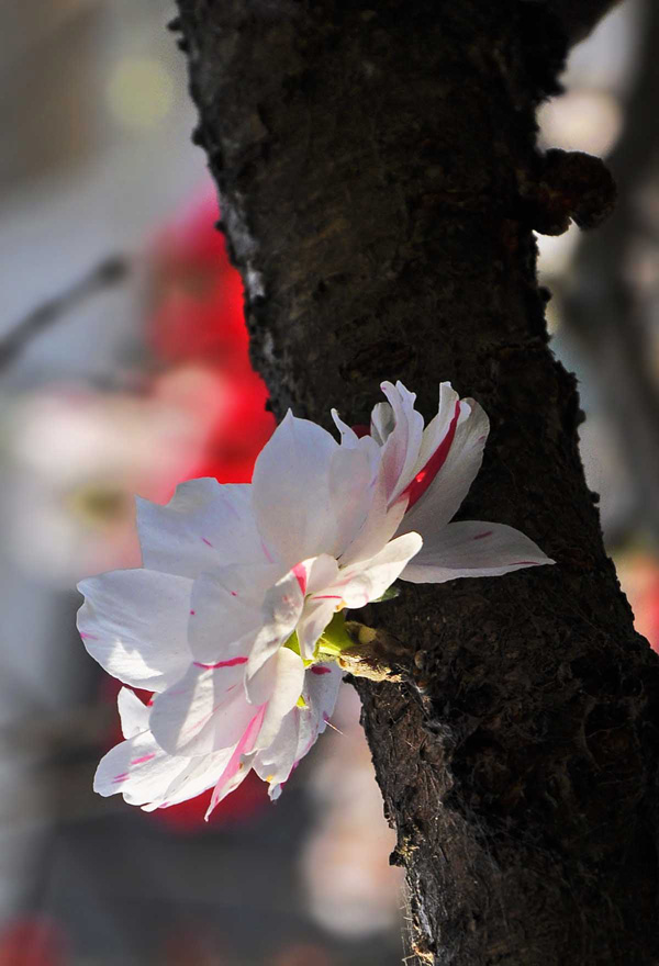 _DSC6858副本副本.jpg