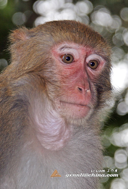 大的看肖像,小的？看姿态。拍小猴还是蛮过瘾的........