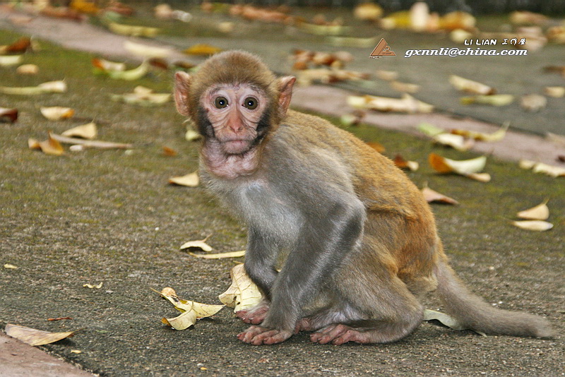 大的看肖像,小的？看姿态。拍小猴还是蛮过瘾的........