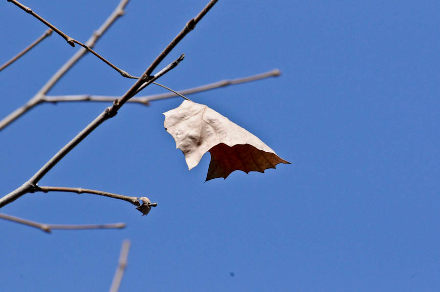 _DSC7581.jpg