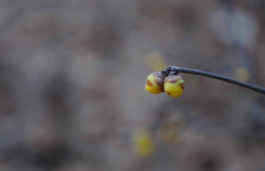 DSC_5832x.jpg