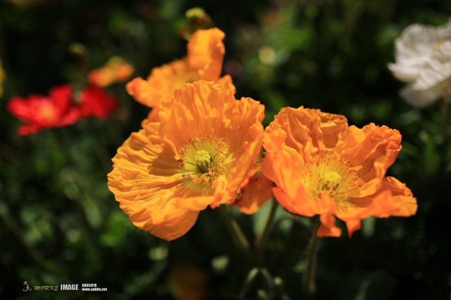 1G8A9463a.jpg