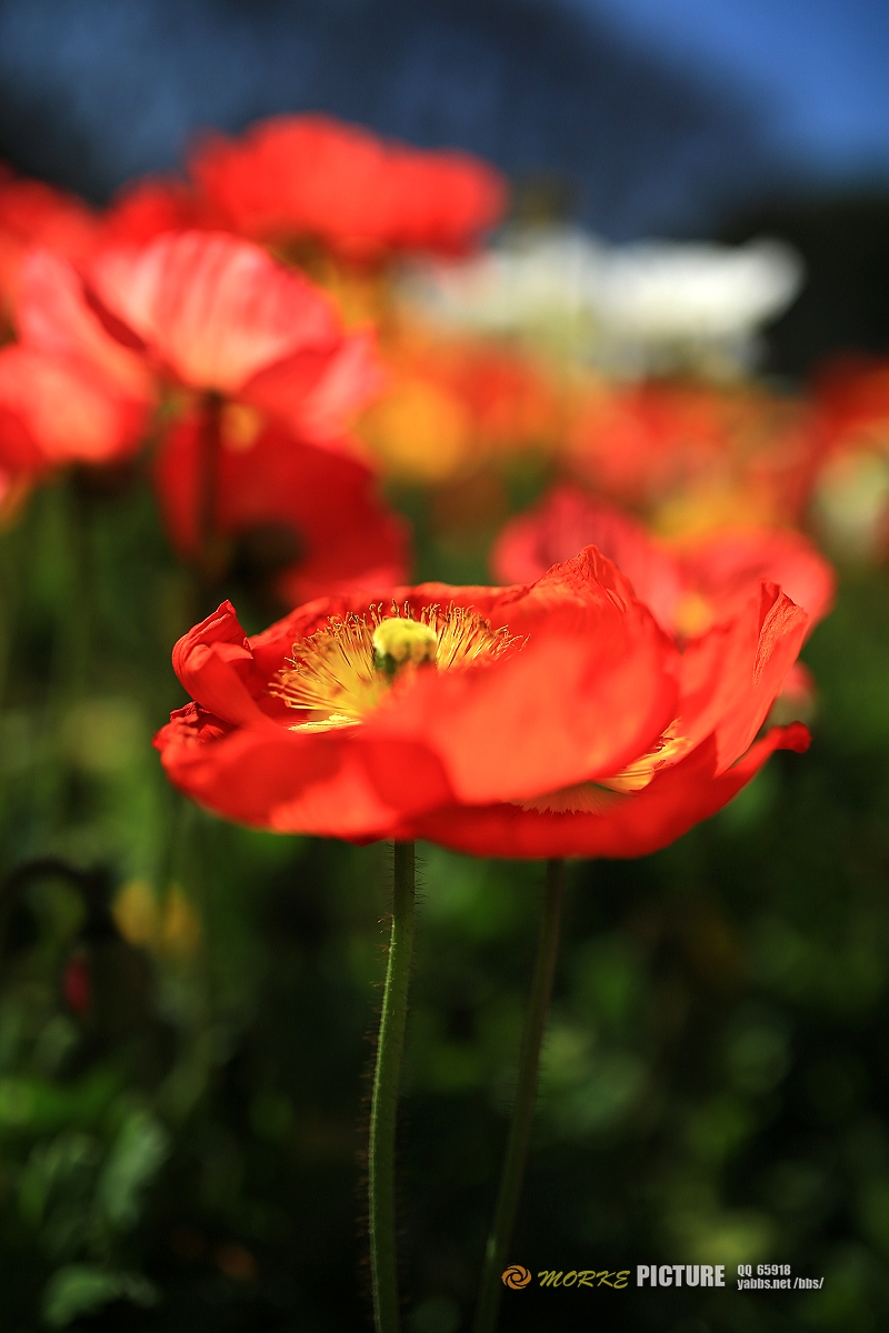 1G8A9468a.jpg