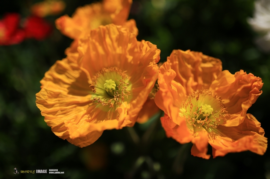 1G8A9471a.jpg
