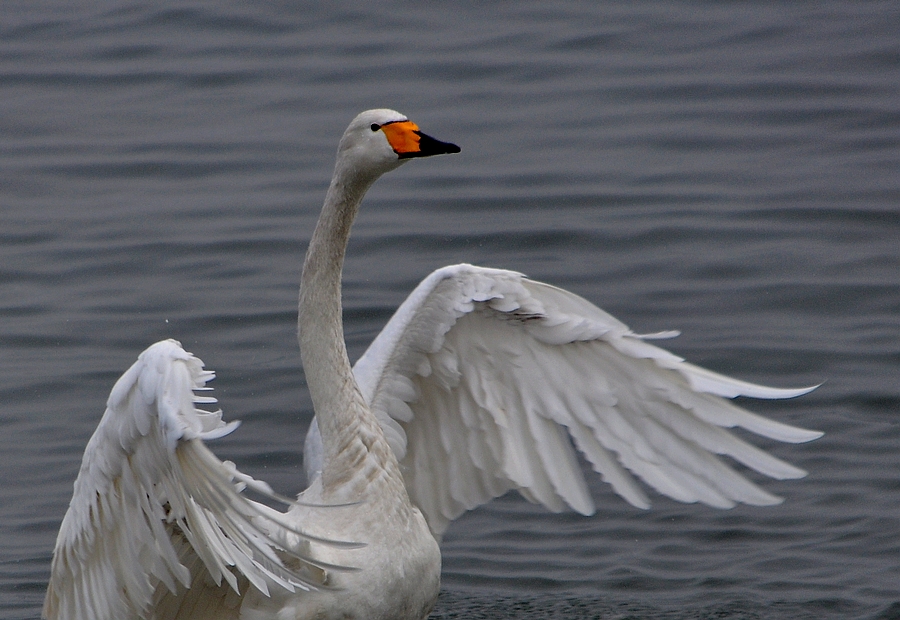 DSC_0639.jpg