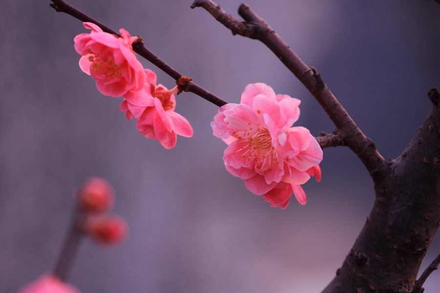 植物园梅花6.JPG