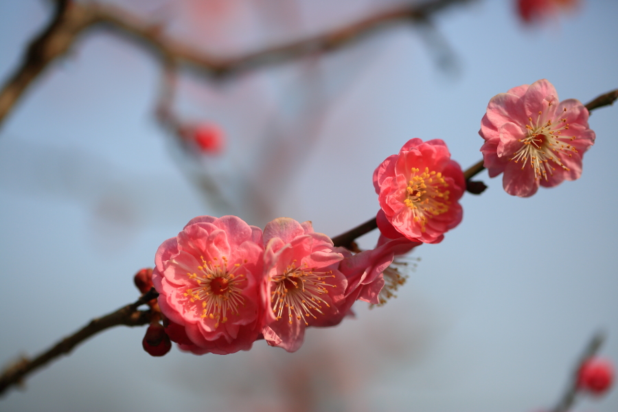 春节拍片10089.JPG