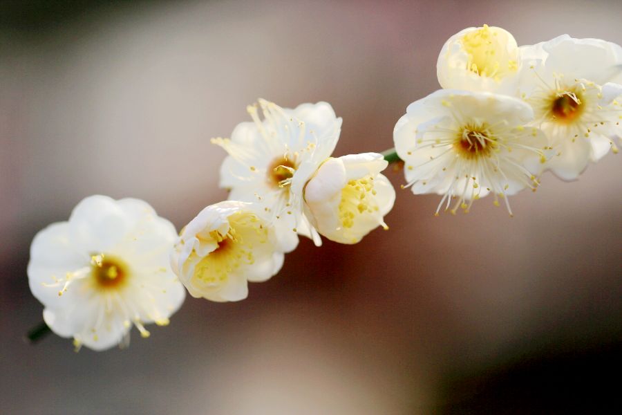 春节拍片10112.JPG