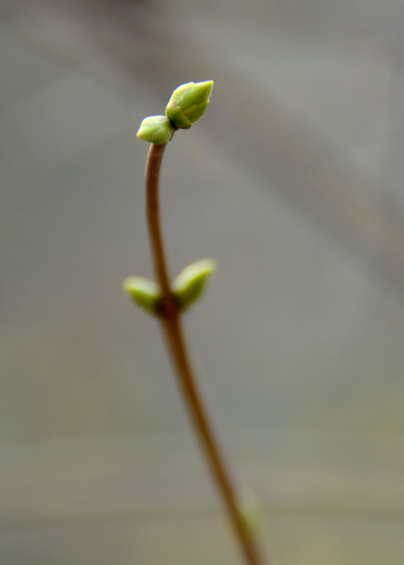 DSC_2615.JPG