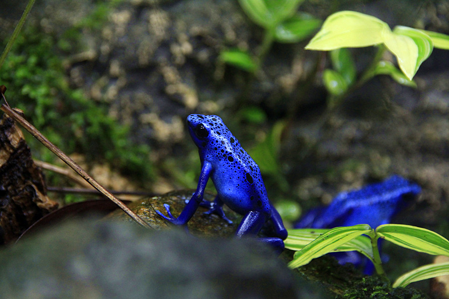 这种蛙只有3到4厘米大！