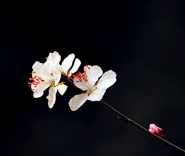 13年桃花 023_副本_副本.jpg