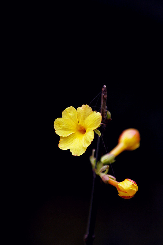 13年桃花 030_副本.jpg