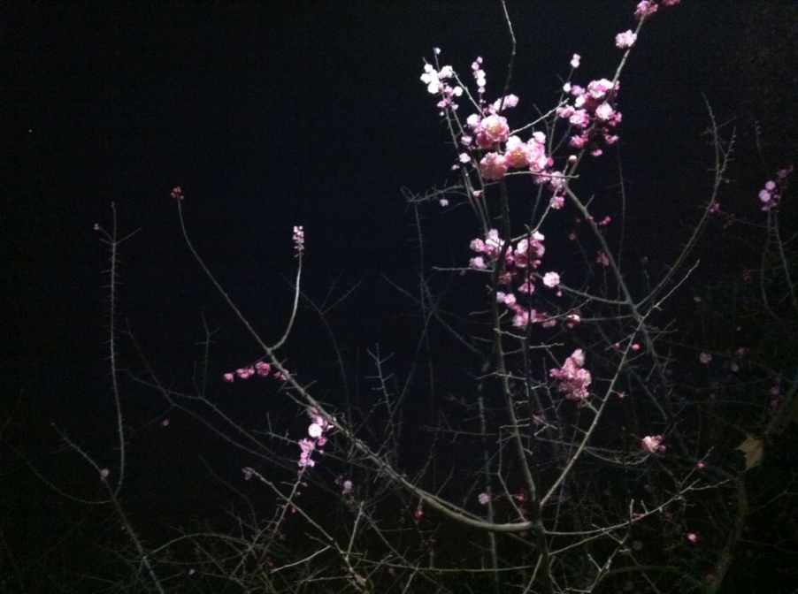早樱