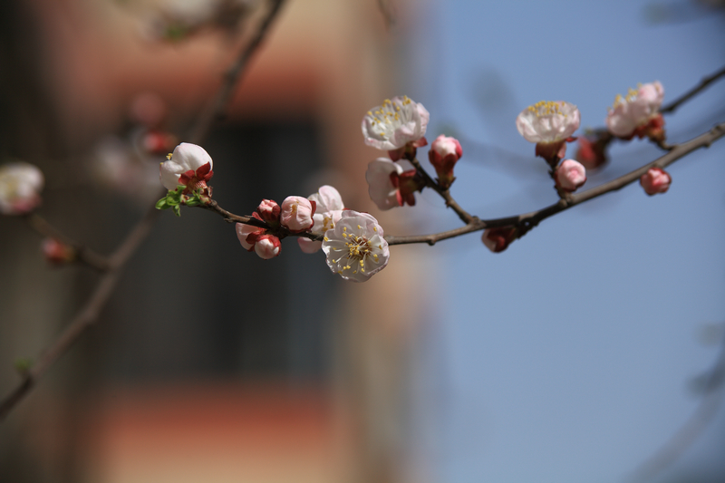 201303满园春色 (1).JPG