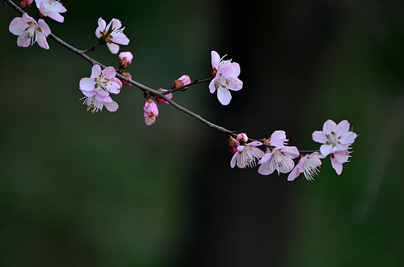 DSC_7978_副本.jpg