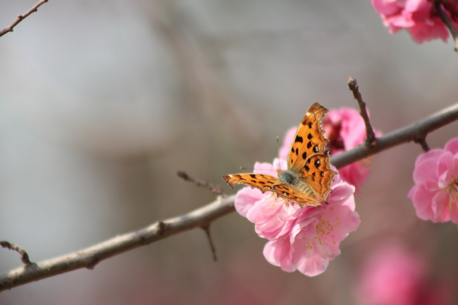 IMG_6343_调整大小.JPG
