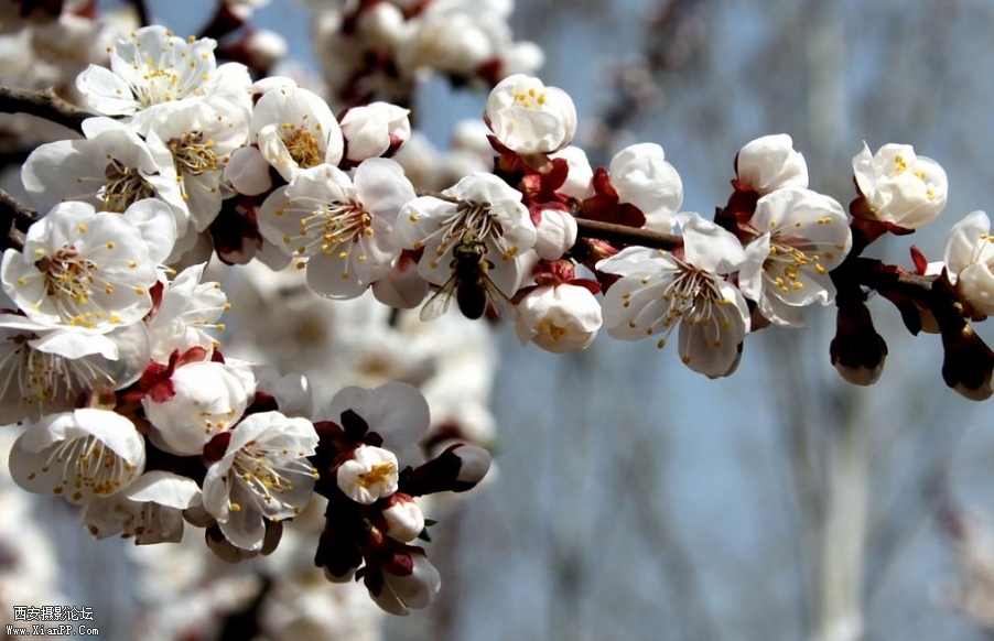 一夜春风杏花开满园 (1).jpg